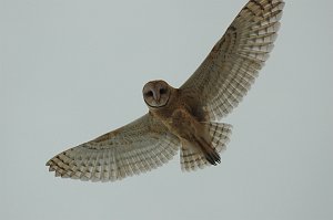 Owl, Barn, 2010-06306209 Antelope Island SP, UT